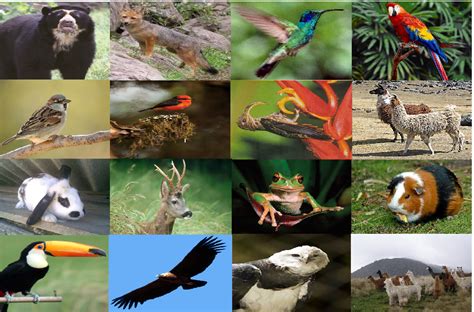 Fauna .